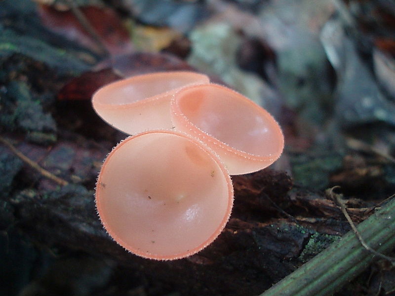 橘黄刺杯菌（cookeina speciosa）是Sarcoscyphaceae杯真菌的属，其中的成员可能会在世界热带和亚热带地区发现。可能是被倒下的树枝、树干、有时是水果上发现的被子植物。Cookeina中的物种有深，杯形漏斗状的子实体，或子囊盘。孢子轴承内表面的apothecium，子实层，色泽鲜艳，黄色到红色，虽然干燥后颜色会褪色。外表面是不太鲜艳。在马来西亚半岛土著Temuans人的记载中，使用本属中某些种类当成食品，也可作为鱼饵，在那里它被用来擦勾。这的属Cookeina作为一个身份不明的物种，在巴西的阿尔塔弗洛雷斯塔Cristalino丛林小屋拍到。