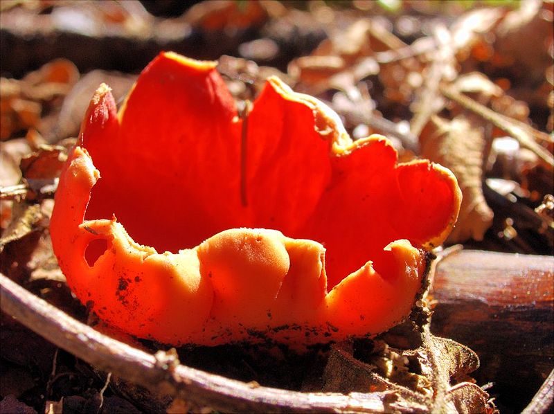 Coccinea Sarcoscypha 猩红色的小精灵杯。类别是子囊菌。家庭Sarcoscyphaceae的成员，在德国北威州明斯特摄。