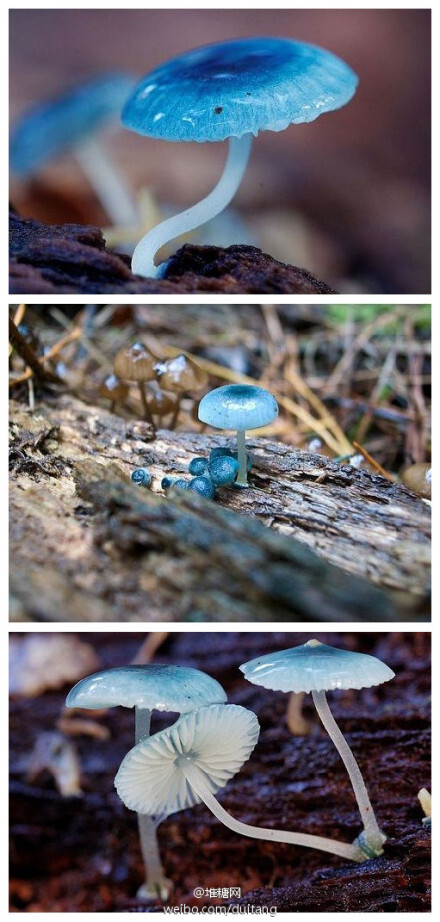 自然界中的「炫蓝蘑菇」Mycena interrupta，俗称「精灵的梧桐」，是蘑菇的一种。虽然颜色鲜丽但是并不发光，未成熟幼苗时期时呈现蓝色，成熟后慢慢褪色变得颜色发白。传说吃下这种蘑菇后眼睛可以变成蓝色。