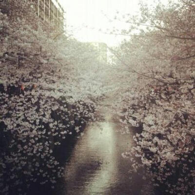 My friend took this pic in Japan.. Beautiful..【我的朋友在日本拍了这张照.. 真美..】