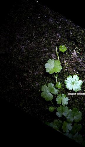 •。左 •。再渺小，也要努力在自己的角落伸展