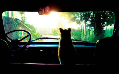 cats cars animals silhouette toy camera effect / 2560x1600 Wallpaper