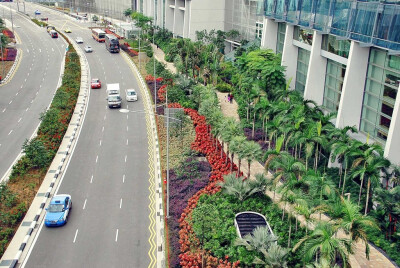 道路绿化