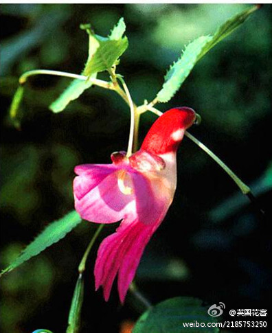 【 鹦鹉花】是风仙花属植物，由植物学家E.D·胡克于1901年发现并确认。这是一种非常罕见的植物，仅生长在泰国北部、缅甸和印度东部一行政区的狭小范围内。