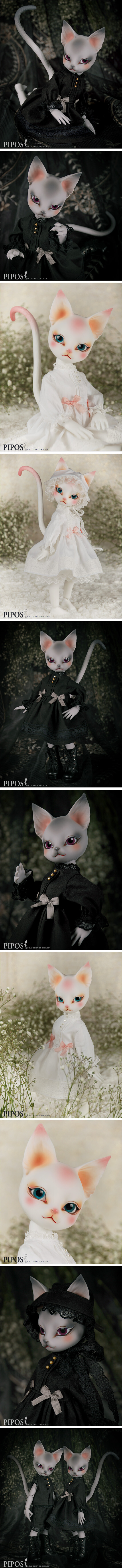 【PIPOS】Charlotte Basic Edition