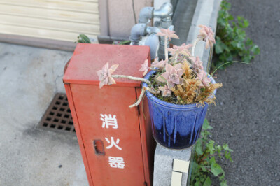 京都街道边野养的多肉“胧月”，在冬春季节因为日照充足叶片呈现了粉色。国内的路边也常能见到它的身影。