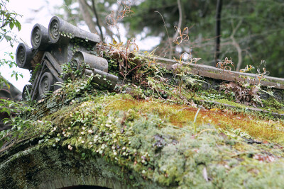 日本奈良春日大神社后山某间屋顶的苔藓，非常震撼。