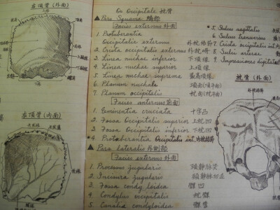 老一輩的醫(yī)學(xué)筆記……跪了