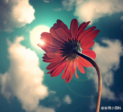 有一朵向着蓝天的❀，真好