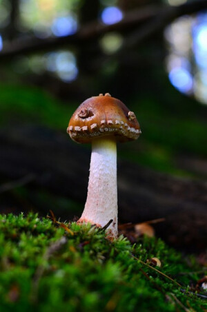 蘑菇？