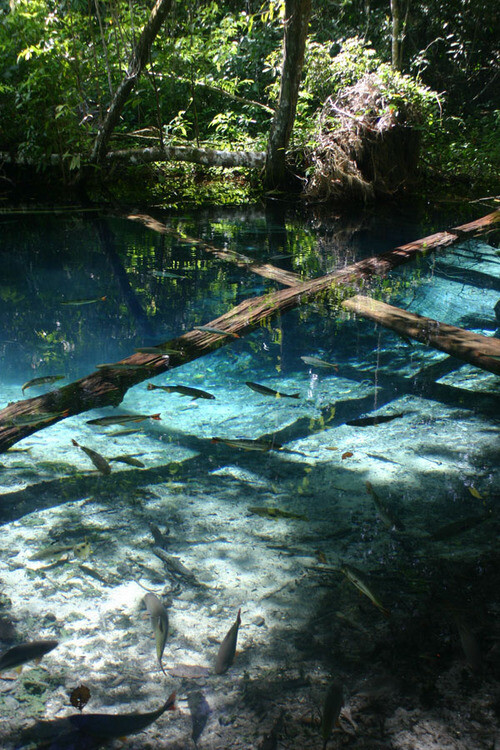 鱼的眼泪会变成珍珠悄无声息水中泪鱼水游水精灵