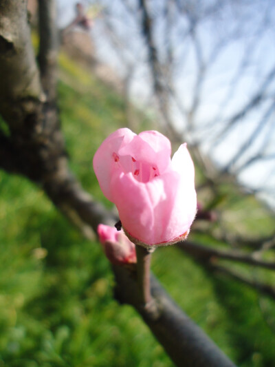 桃花苞苞