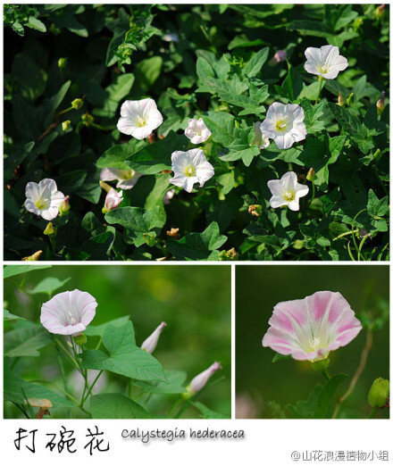 打碗花，旋花科，打碗花属。这可不是小学课本里说的打破碗花花哟，那货是南方的野花！打碗花的形状有点像破碗，也常被误称为“野牵牛花”。城市中，它那蔓生的藤条十分常见，草丛、路边、房前屋后，没准就会看到。北大、北师大校园里也多得是呢～（北京野花№049，5月2日，摄影@天冬 ）