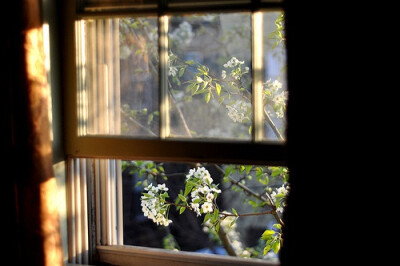 一人一窗一花朵