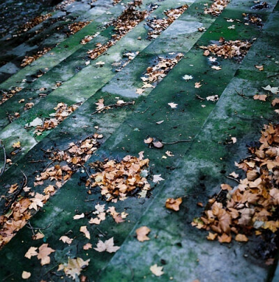 西宫南苑多秋草，落叶满阶红不扫。