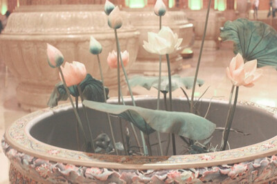 莲花的妙用不仅在于养殖，而在于心。