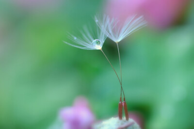 Photograph Little toe shoes by Lafugue Logos on 500px