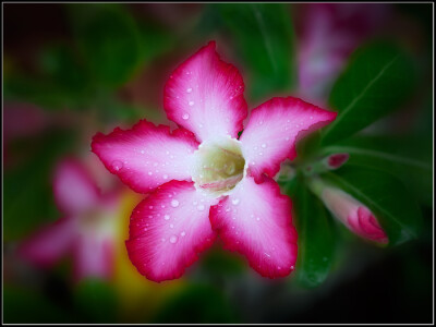 Photograph Desert Rose by Leo Burkey on 500px