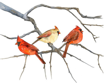 8x10 Bird Print, Limited Ediction - CARDINALS by Lorisworld