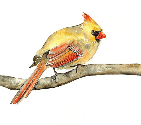 Watercolor Print Archival Cardinal Bird - Original Painting by Lorisworld