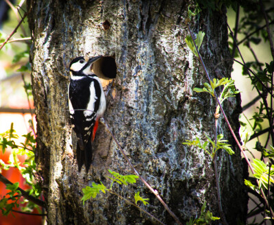 Photograph Woodpecker by Serge Vakhromeev on 500px