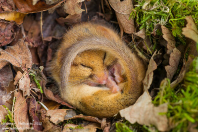 Photograph Snug as a Bug by Simon Phillpotts on 500px