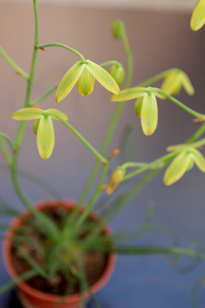 弹簧草