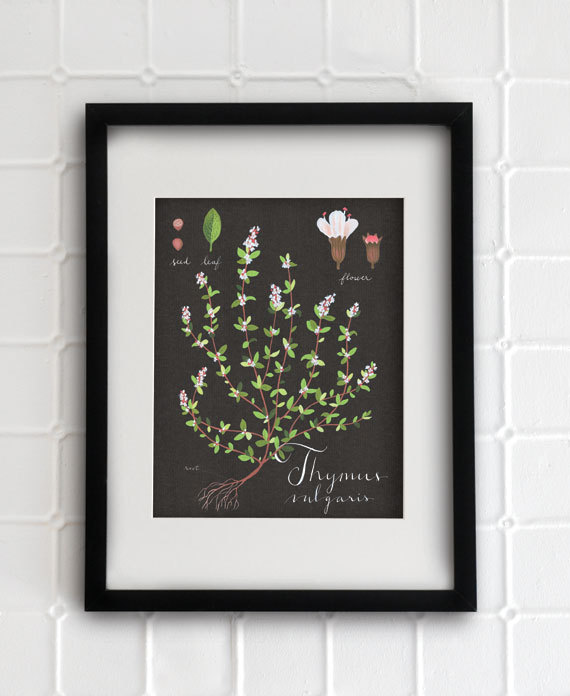 Thyme print 8.5x11 - Botanical collection - flower plant herbs -