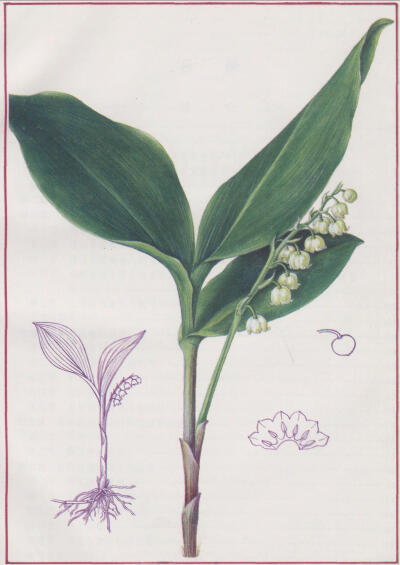 Convallaria majalis L.