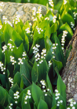 Lily-of-the-Valley