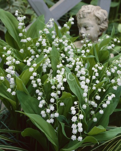 Lily-of-the-Valley