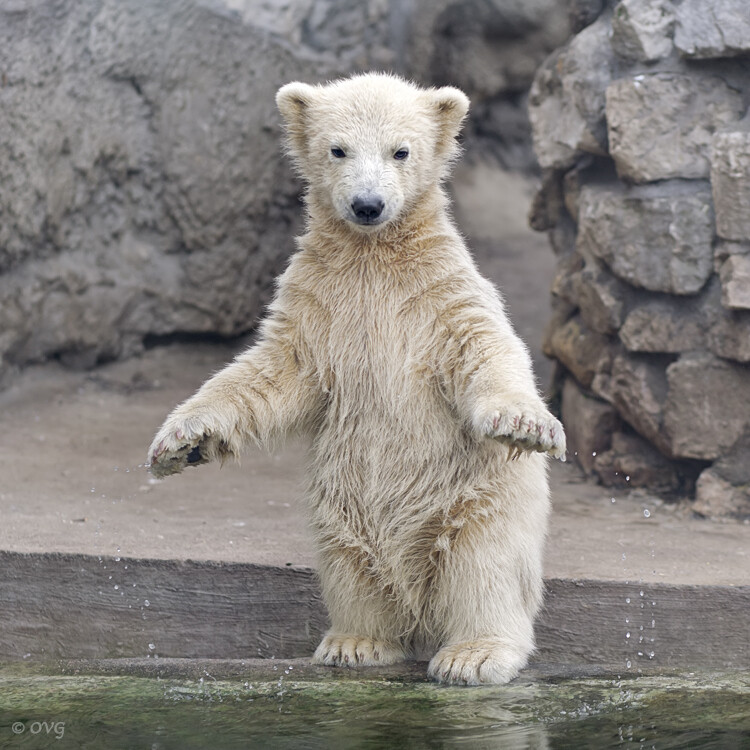 Photograph Curtsy ("Ку") by Olga Gladysheva on 500px