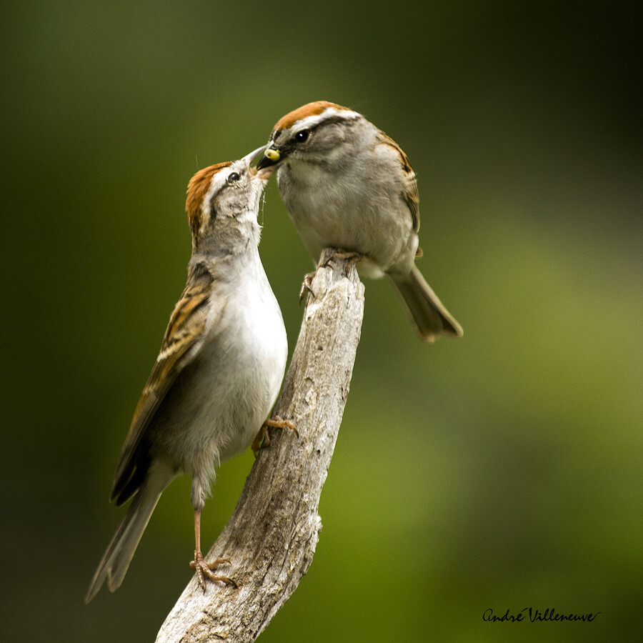 Photograph Free trade by Andre Villeneuve on 500px