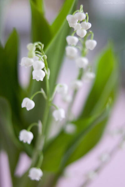 Lily-of-the-Valley