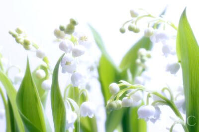 Lily-of-the-Valley