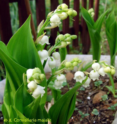 lily of the valley