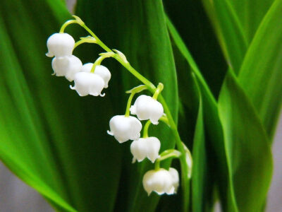 lily of the valley