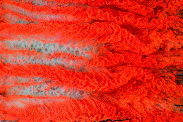 【公牛的毛细血管图】--显微镜下被偏光上色的图by SpikeWalker