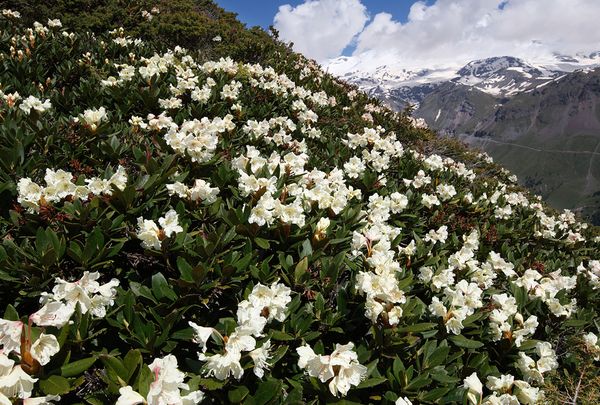 俄罗斯，大高加索山脉，杜鹃花