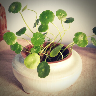 铜钱草，青瓷炉，原来可以这么美！