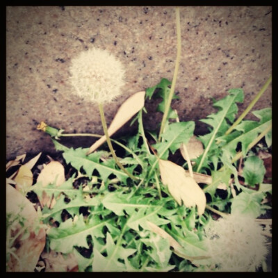 路边矮椅下，蒲公英悄悄的在那里，风在哪？