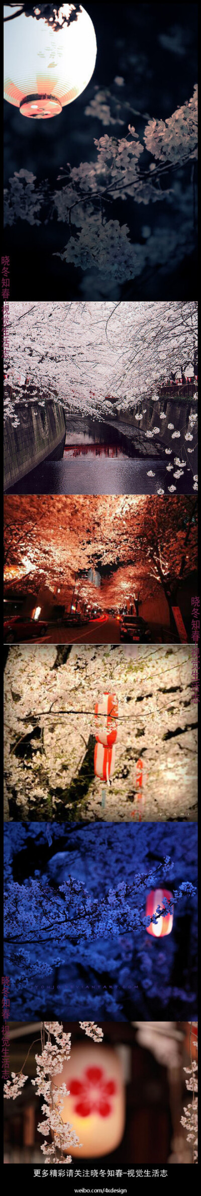 樱花倾城------越夜越美丽。更多精彩请关注@晓冬知春