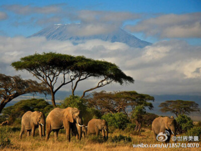 【肯尼亚Amboseli国家公园】散开的云层显露出远处覆盖着白雪的乞力马扎罗山和湛蓝的天空，近处一群大象正在悠闲地走过……