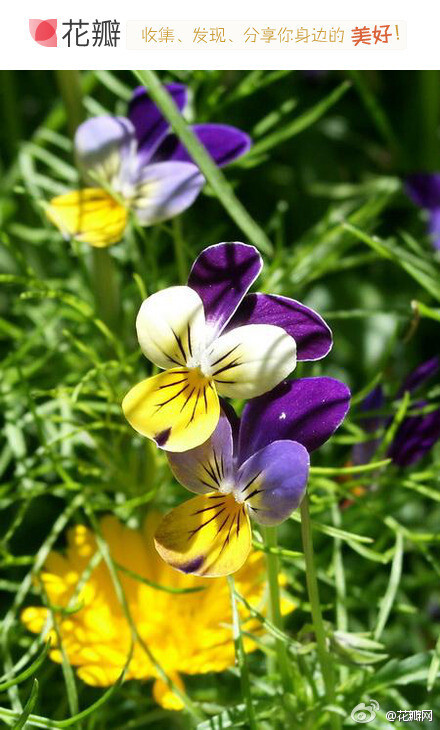 #花瓣花语录#三色堇，学名：Viola tricolor L.堇菜科植物，花期4-7月。三色堇为波兰的国花。为什么有三种颜色？据神话中说，堇菜花本是单色的，由于女神维纳斯处于嫉妒心的鞭打，流出汁液才染成了三种颜色，故称为三色堇。花语：白日梦，思慕，想念我。据说每一个见到三色堇的人，都会有幸福的结局哦。