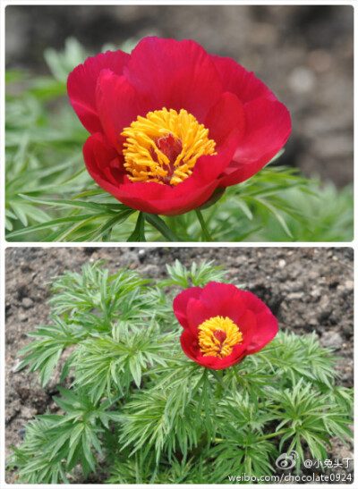 细叶芍药(Paeonia tenuifolia)