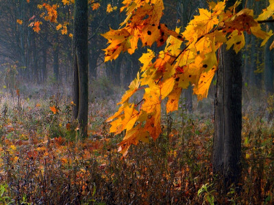 Photograph Autumn colours by Regina Sarkuv on 500px