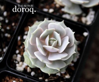 【露娜莲】Echeveria lola景天科拟石莲花属【露娜莲】Echeverialola丽娜莲和露娜莲的混种，浅灰色的叶子时而呈现蓝色、绿色，时而呈现粉紫色，且色彩层次分明，十分美丽。