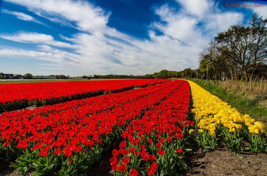 Photograph Nothing But Tulips by Viktor Lakics on 500px