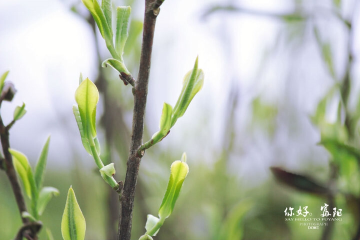 Location:富陽(yáng)。安頂山·云霧茶 生活富裕。生命陽(yáng)光...一座城.一幅畫(huà).【你好。富陽(yáng)】