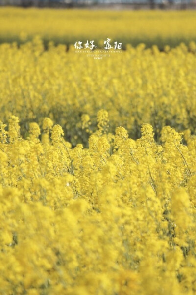 Location:富陽。新桐。油菜花 生活富裕。生命陽光...一座城.一幅畫.【你好。富陽】